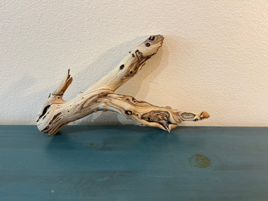 17" Manzanita Two Prong Driftwood Branch, Reptile Wood, Aquarium Decor