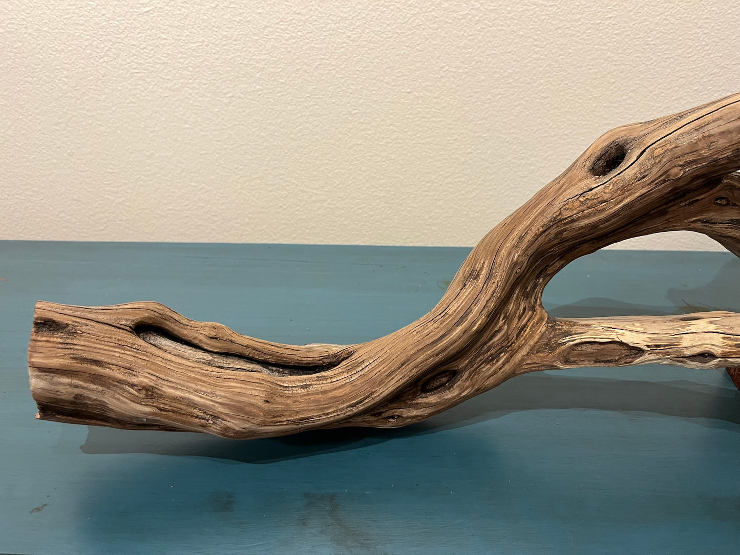 44" Forked Manzanita Driftwood Branch  #3009