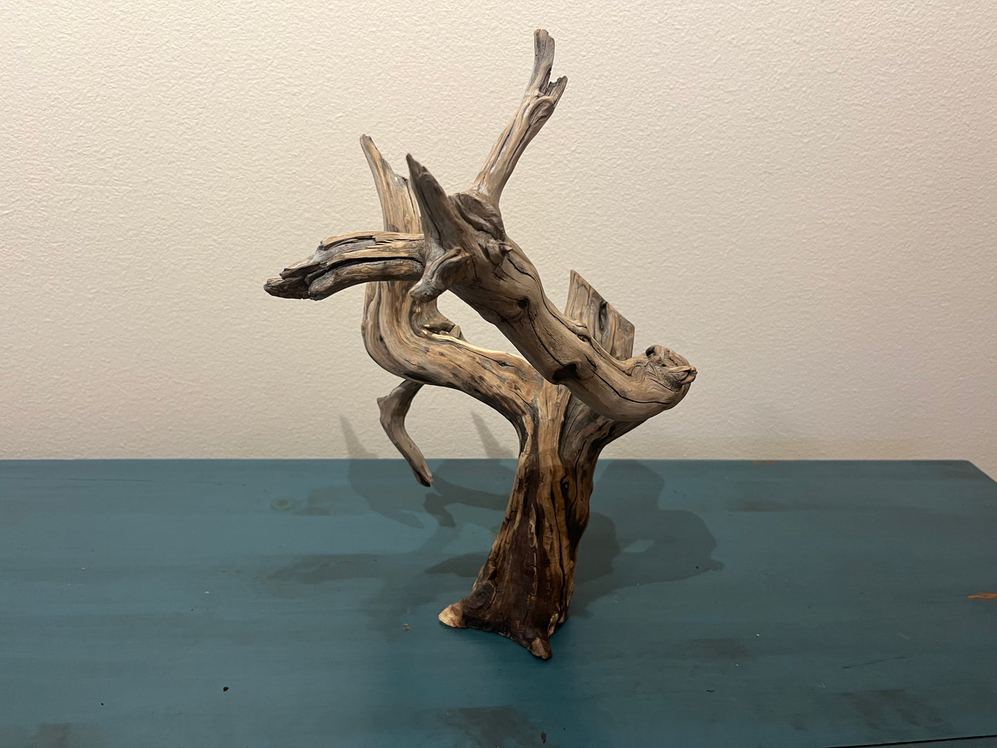 15" Free standing Manzanita Driftwood Branch