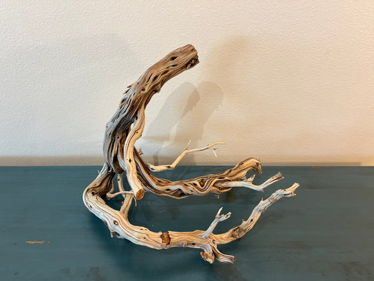 22" Manzanita XL Showpiece Driftwood, Underwater Forest Branch