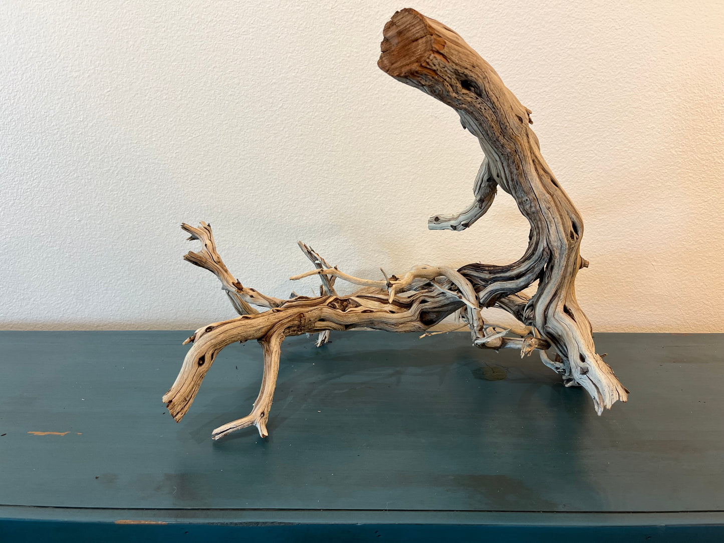 22" Manzanita XL Showpiece Driftwood, Underwater Forest Branch