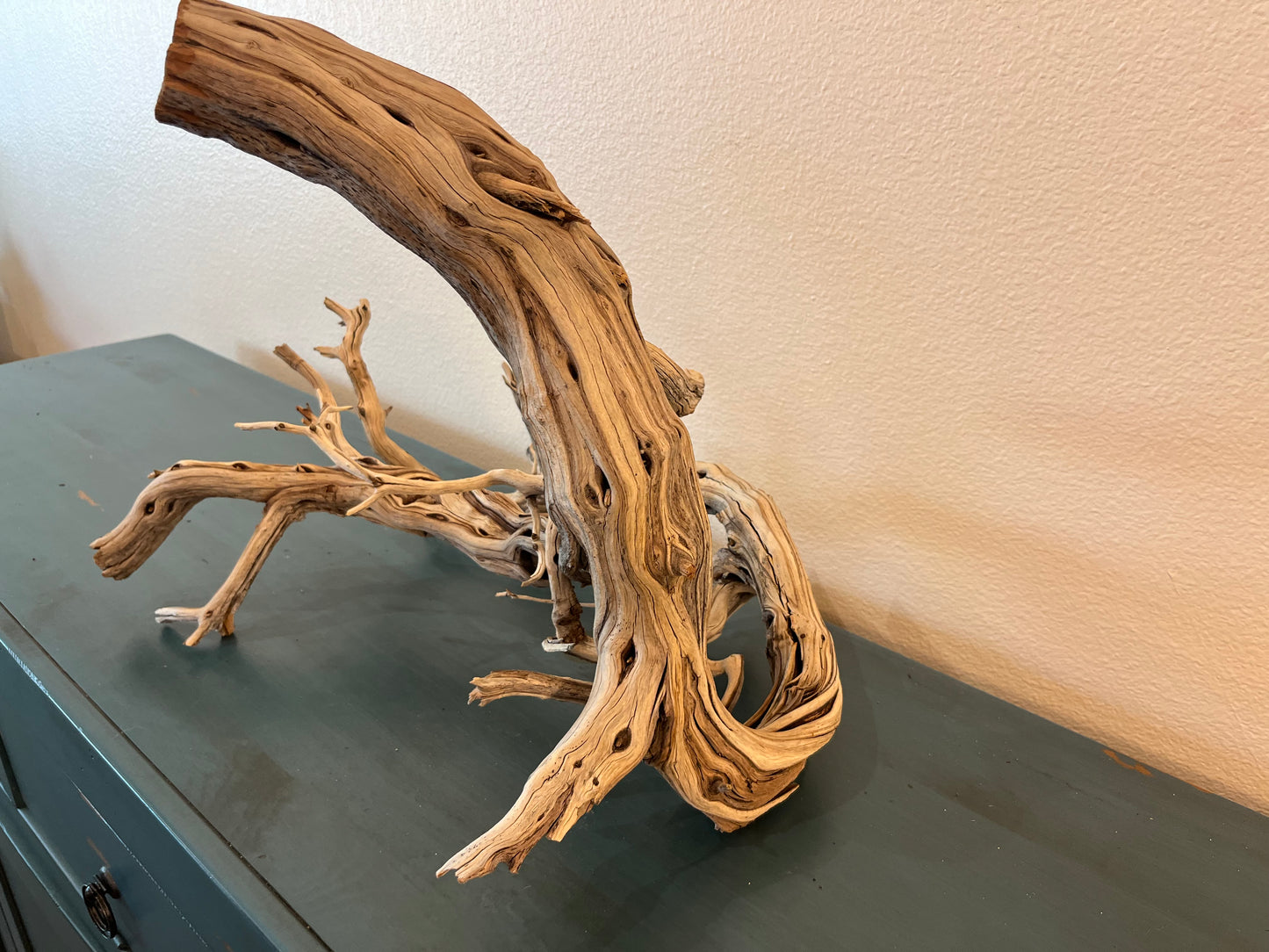 22" Manzanita XL Showpiece Driftwood, Underwater Forest Branch