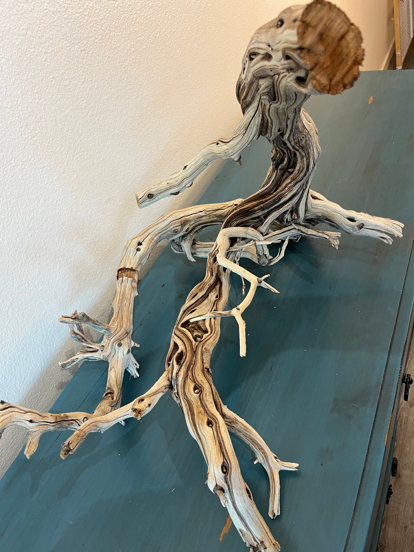 22" Manzanita XL Showpiece Driftwood, Underwater Forest Branch