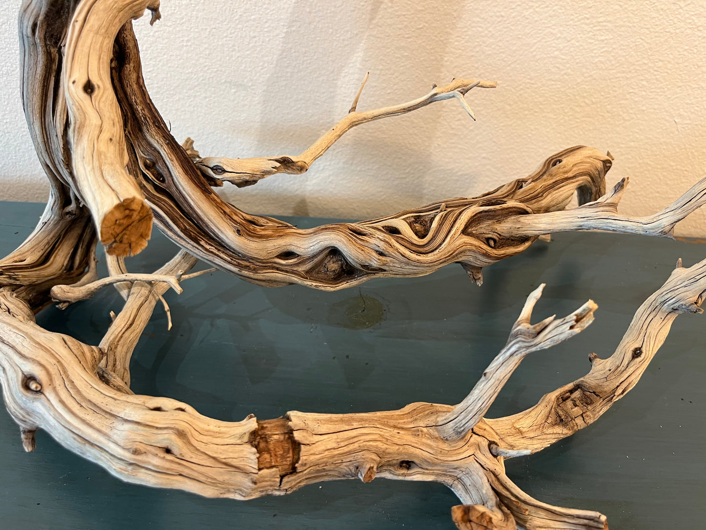 22" Manzanita XL Showpiece Driftwood, Underwater Forest Branch