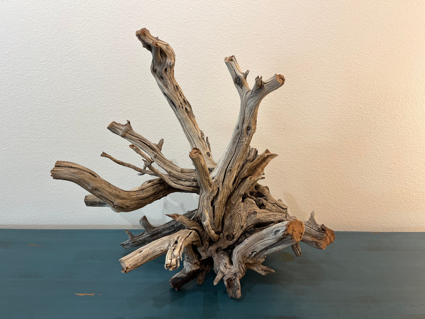 XL Manzanita Driftwood Root, Aquascape Centerpiece, Aquarium Showpiece 25"