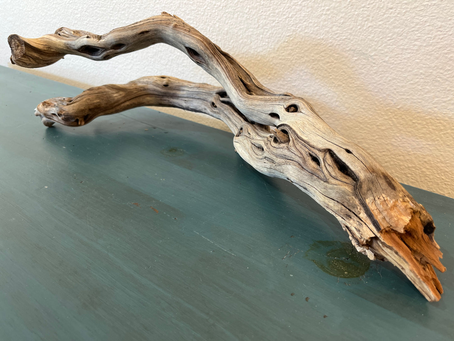 21" Driftwood Forked Branch, Manzanita Driftwood, Aquarium Decor