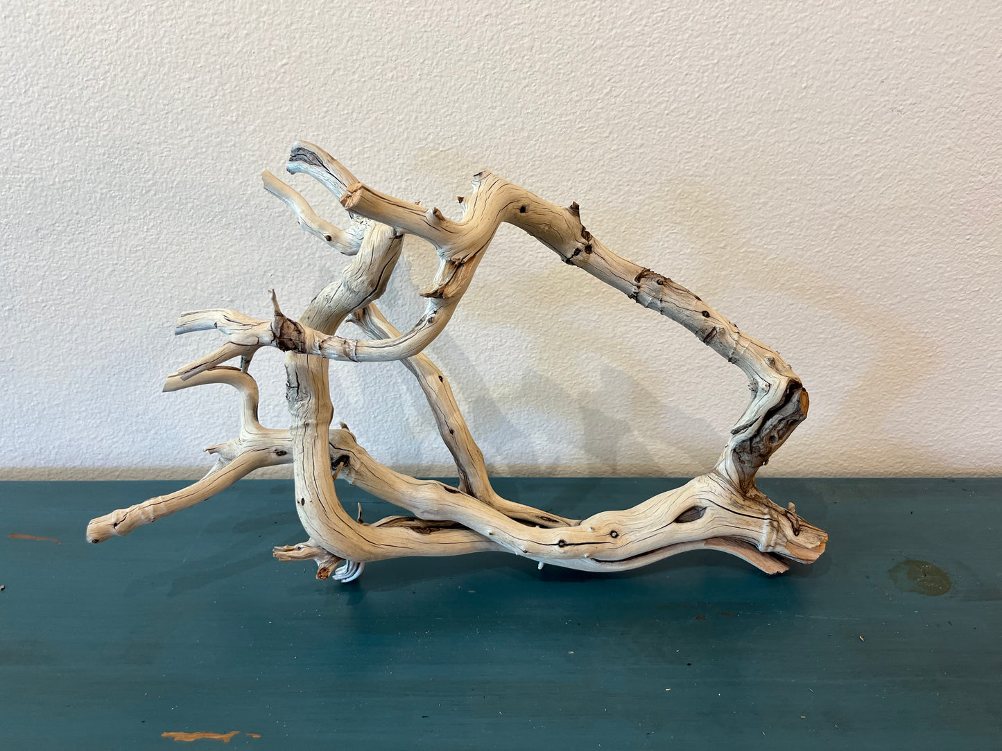 22" Unique Manzanita Driftwood Arch, Aquascape Centerpiece, XL Driftwood