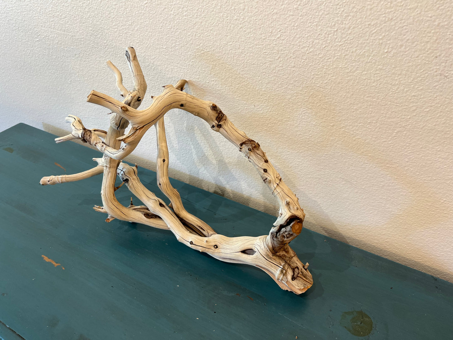 22" Unique Manzanita Driftwood Arch, Aquascape Centerpiece, XL Driftwood