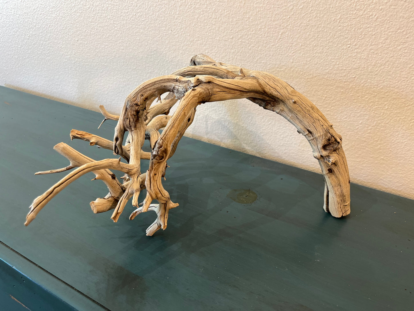 17" Manzanita Unique Driftwood Arch, Aquarium Driftwood, Nano Aquascape