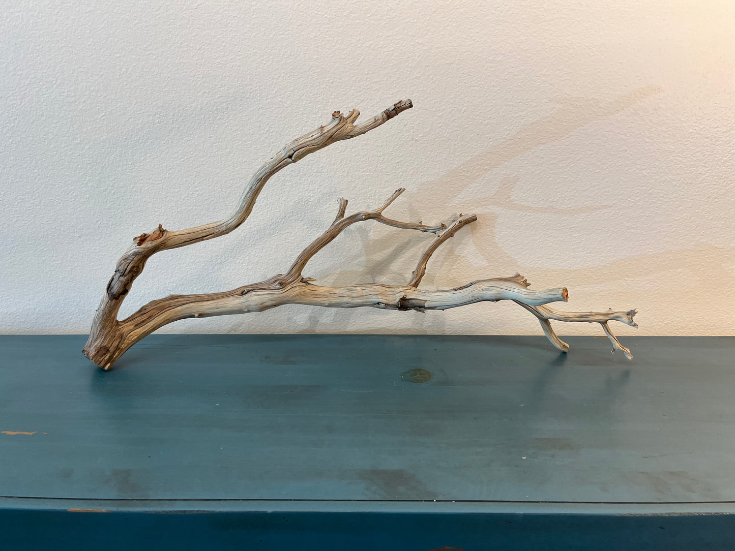 33" XL Manzanita Multibranched Driftwood, Aquarium Centerpiece, XL Aquascape