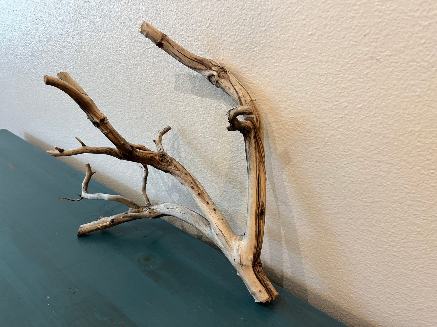 16" Manzanita Driftwood Branch, Aquarium Decor, Reptile Wood, Aquarium Driftwood