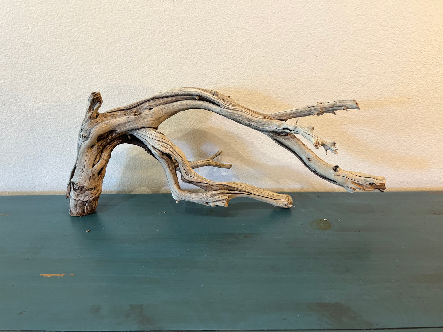 Natural 28" Manzanita Driftwood Arch, XL Driftwood, Aquascape Driftwood, Reptile Wood