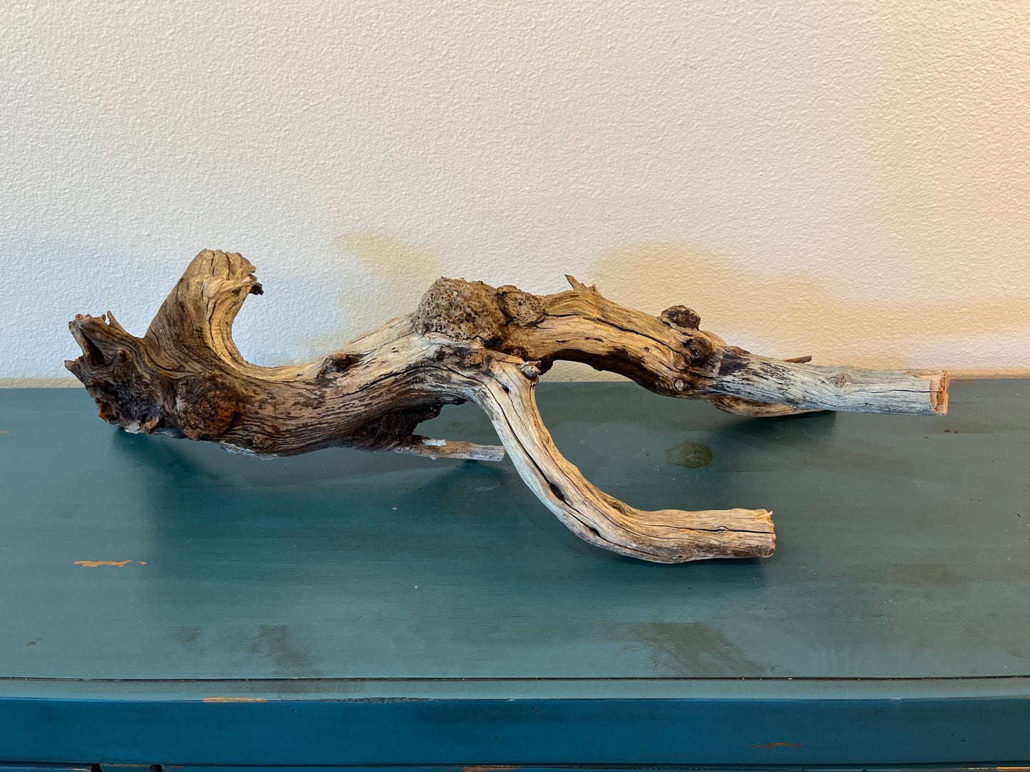 29" Manzanita Driftwood Burl, Aquascape Manzanita Root, XL Driftwood, Reptile Wood