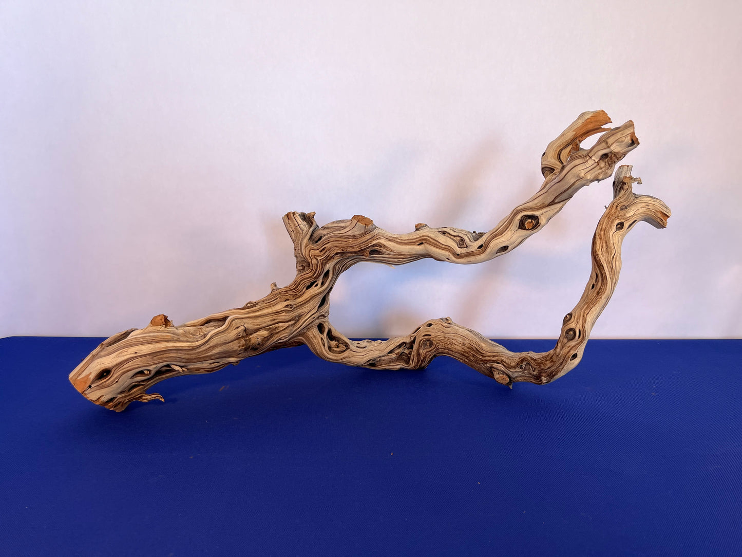 28" Manzanita Driftwood Arch, XL Driftwood Centerpiece, Aquascape Driftwood