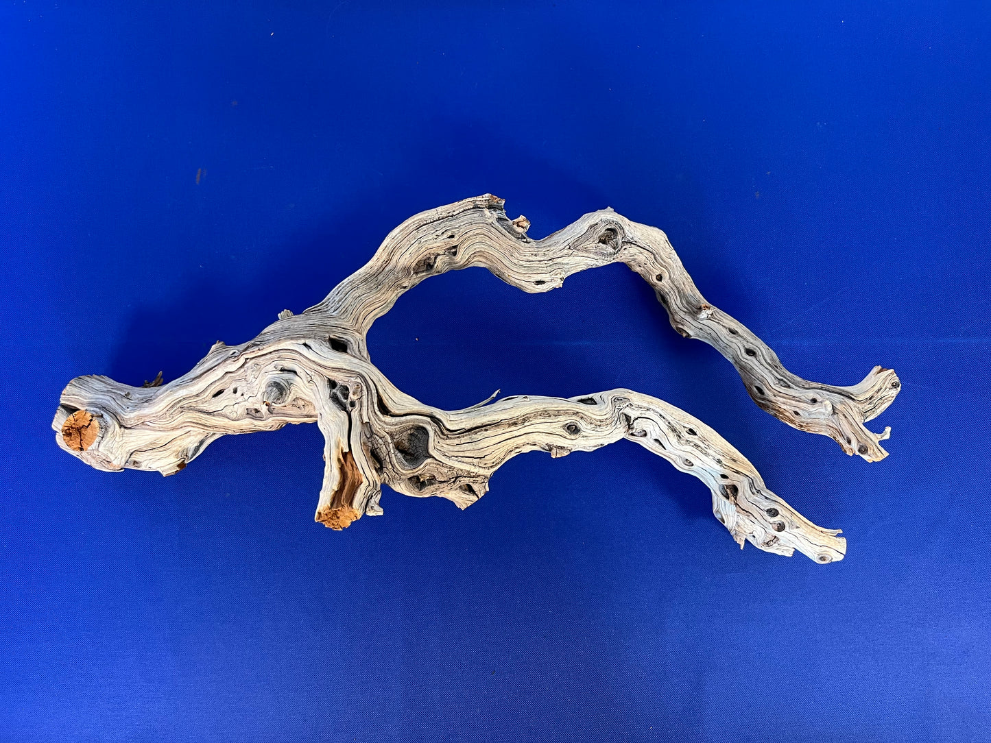 28" Manzanita Driftwood Arch, XL Driftwood Centerpiece, Aquascape Driftwood