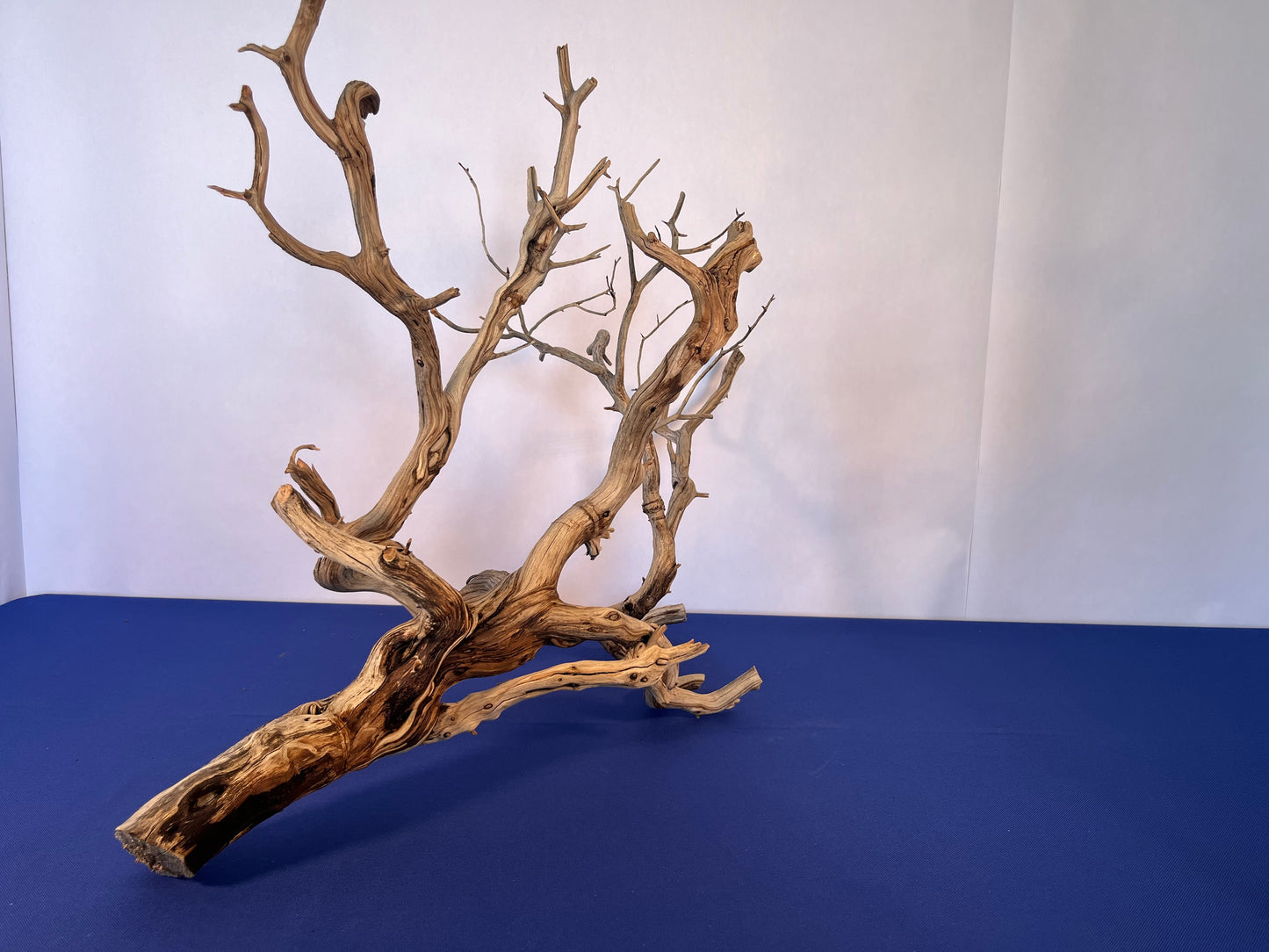 30" XL Manzanita Driftwood, Aquascape Centerpiece, Driftwood Branch