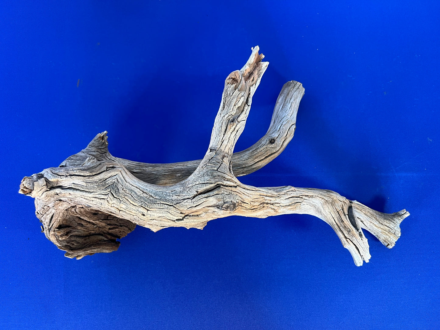 23" Manzanita Driftwood Arch, Reptile Wood, Aquarium Decor