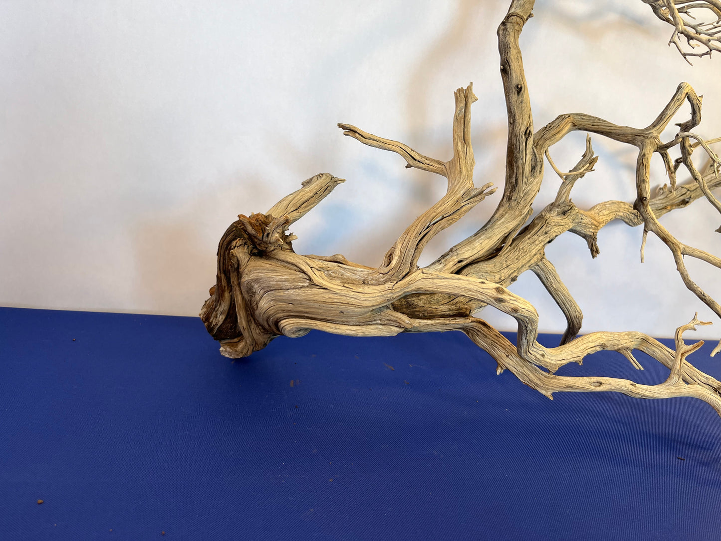 XL Manzanita Driftwood, 32" Driftwood Aquascape Branch, Aquarium Centerpiece