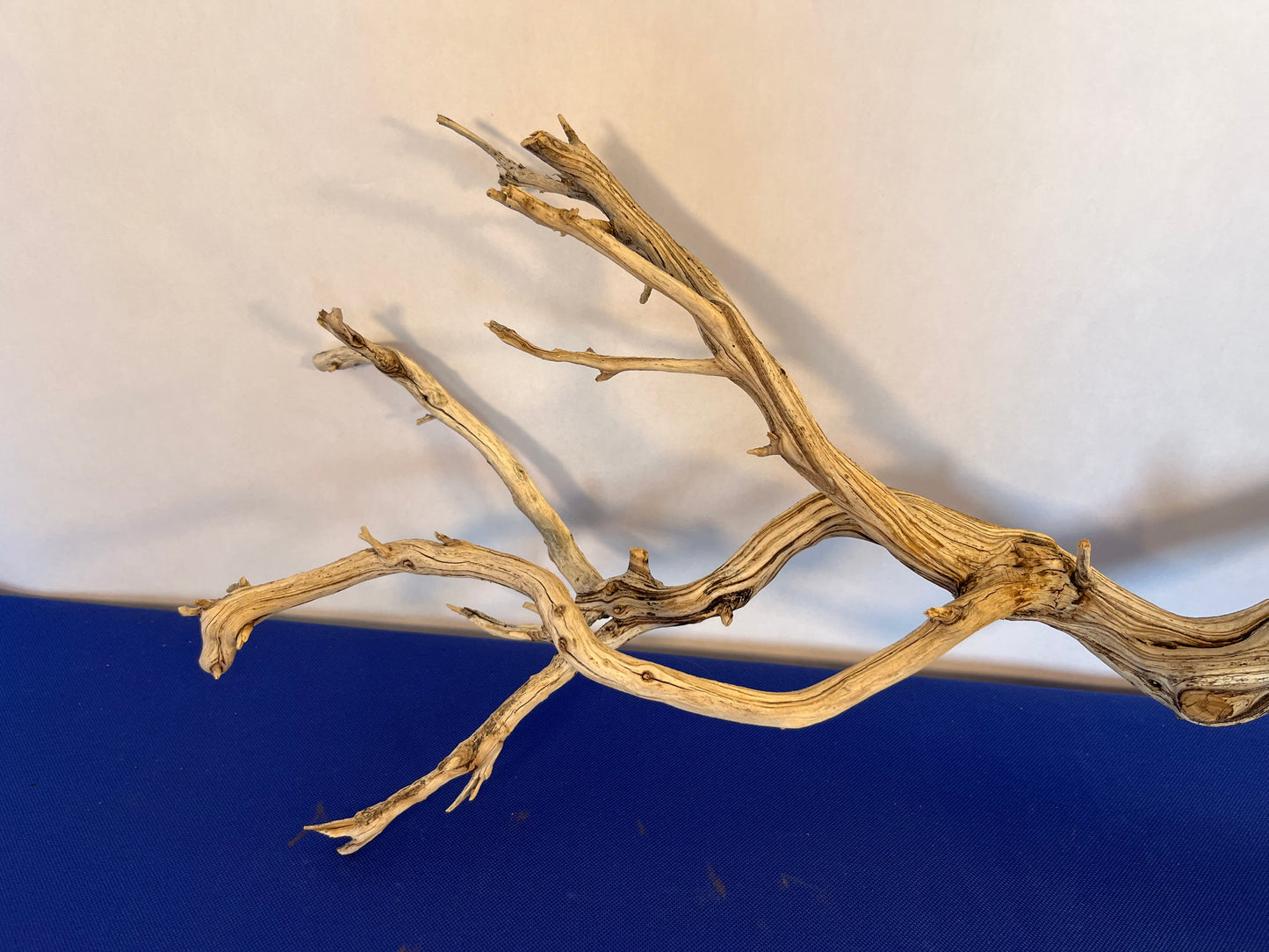 31" Manzanita Driftwood Natural Arch, Reptile Wood, Aquascape Wood, Aquarium Decor