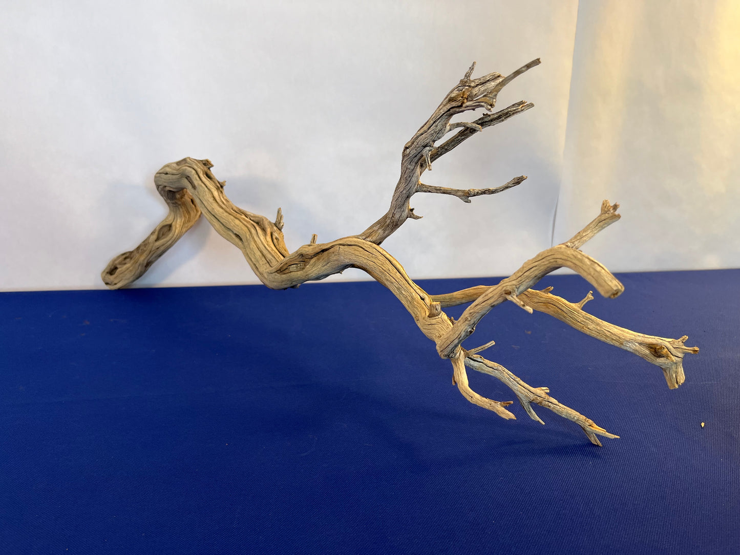 31" Manzanita Driftwood Natural Arch, Reptile Wood, Aquascape Wood, Aquarium Decor