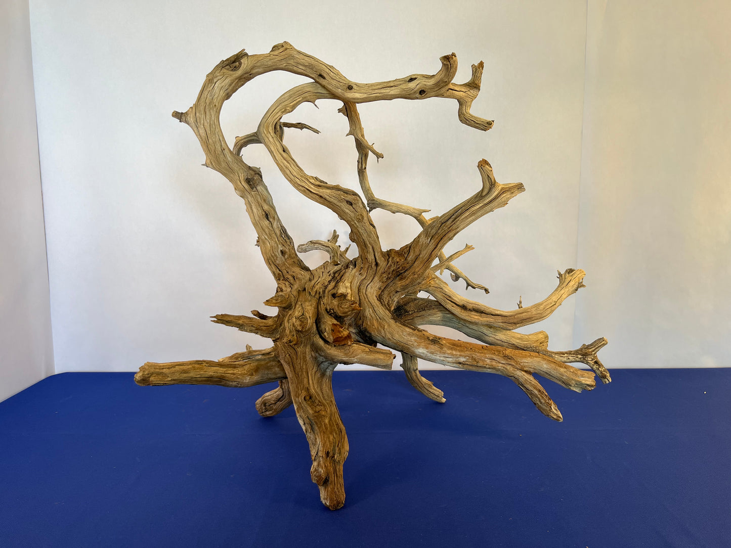 XL Manzanita Driftwood Burl, 28" Driftwood Aquascape, Large Driftwood Aquarium Wood