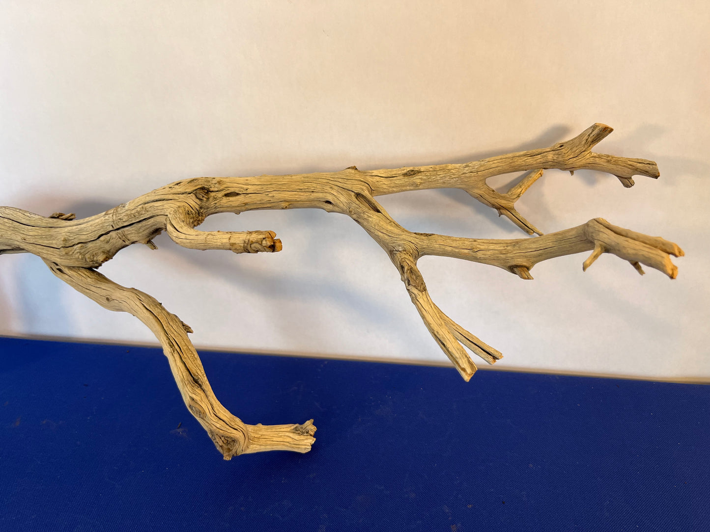 30" Manzanita Driftwood Arch, Driftwood Branch, Aquarium Wood, Reptile Wood